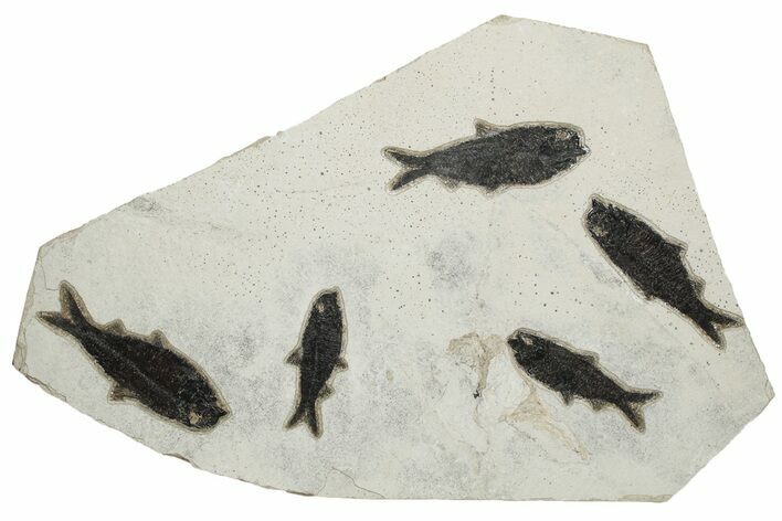 Multiple Fossil Fish (Knightia) Plate - Wyoming #233861